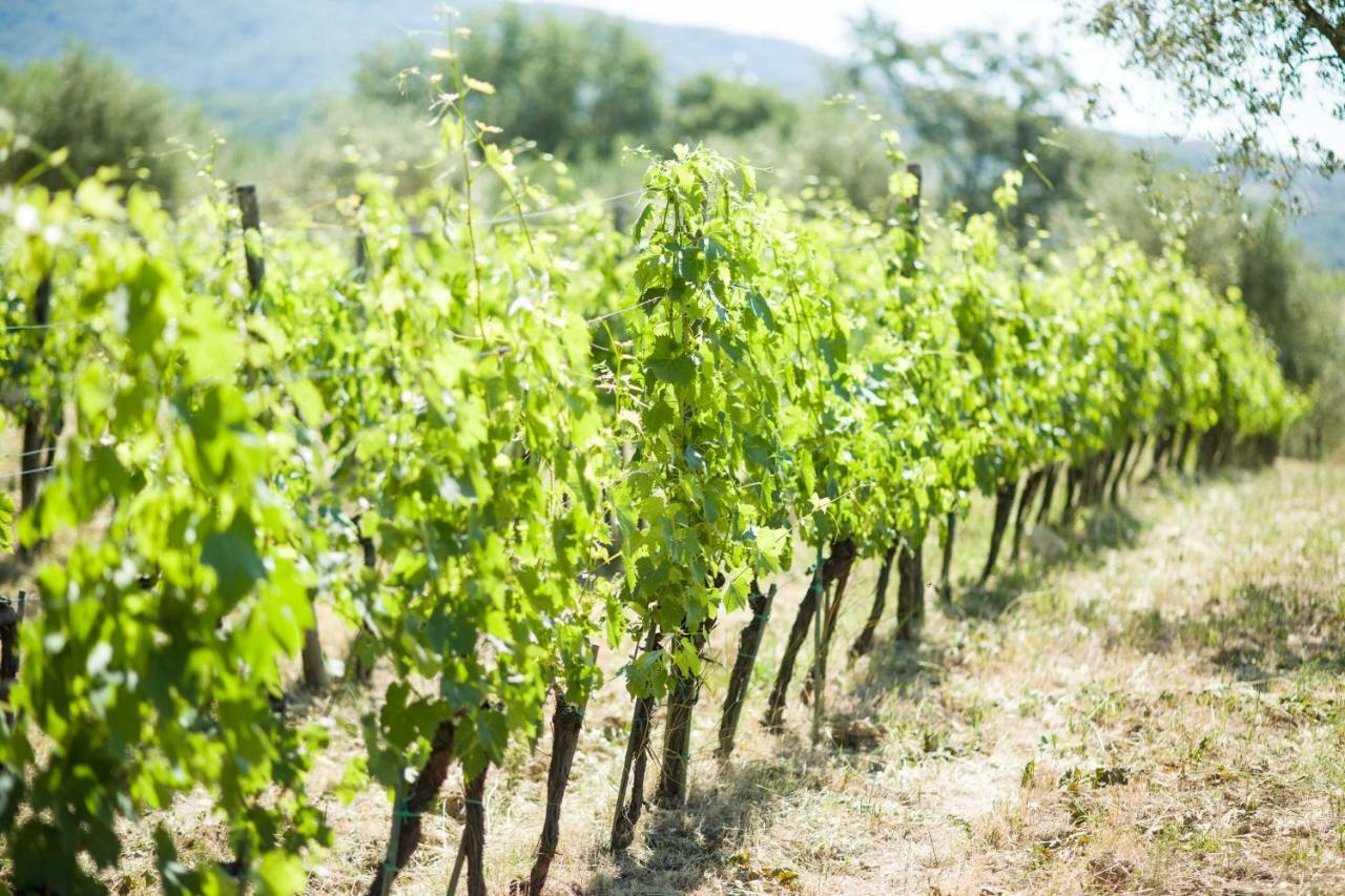 Ancora Del Chianti Bed & Breakfast Greve in Chianti Bagian luar foto